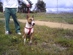 Fotos de perros